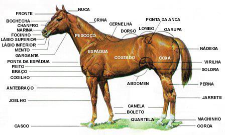 Quais são as características de um cavalo 'frente-aberta'? - Quora