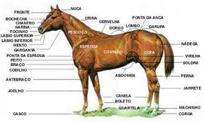 Conclusive mudou para sempre a indústria do cavalo de Conformação - Cavalus